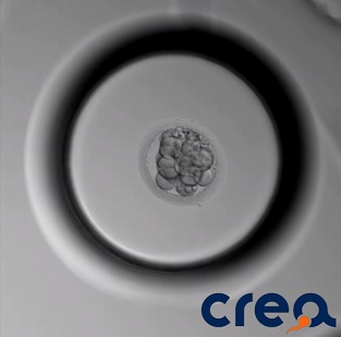 DÉCOUVREZ LA VIDÉO DE L’ÉVOLUTION EMBRYONNAIRE VUE EN TIME-LAPSE